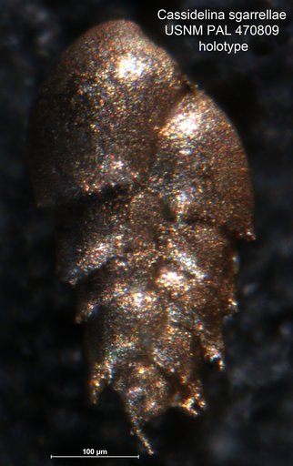 Cassidelina sgarrellae Loeblich & Tappan, 1994
