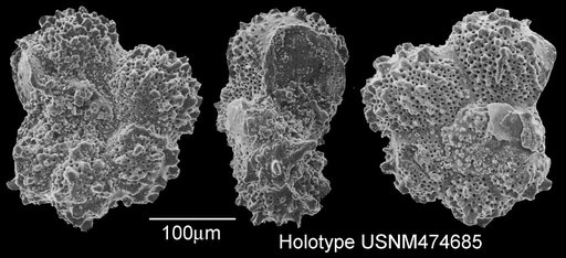 Rugoglobigerina spinosa Masters, 1993