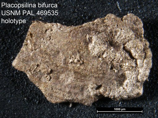 Placopsilina bifurca Loeblich & Tappan, 1994