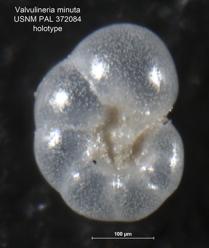 Valvulineria minuta Parker, 1954