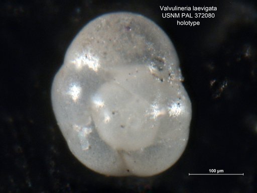 Valvulineria laevigata Phleger & Parker, 1951