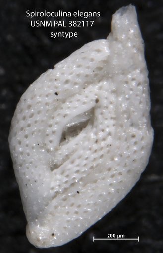 Spiroloculina elegans Cushman, 1918