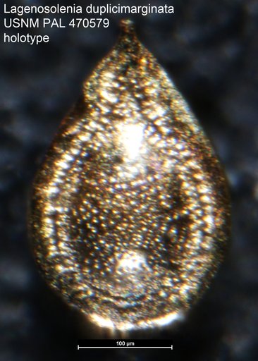 Lagenosolenia duplicimarginata Loeblich & Tappan, 1994