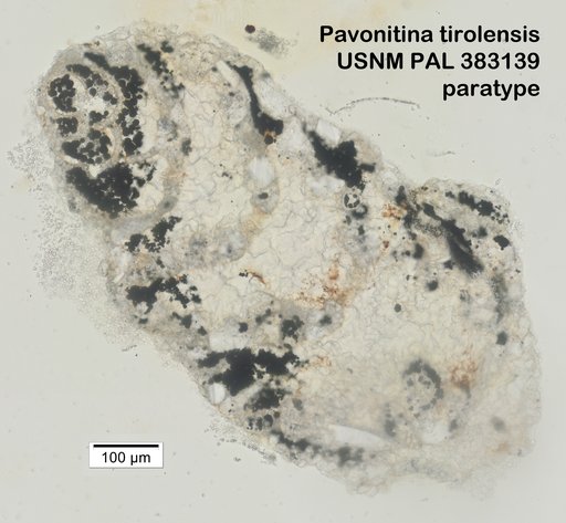 Pavonitina tirolensis Loeblich & Tappan, 1985