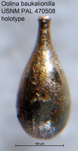 Oolina baukalionilla Loeblich & Tappan, 1994