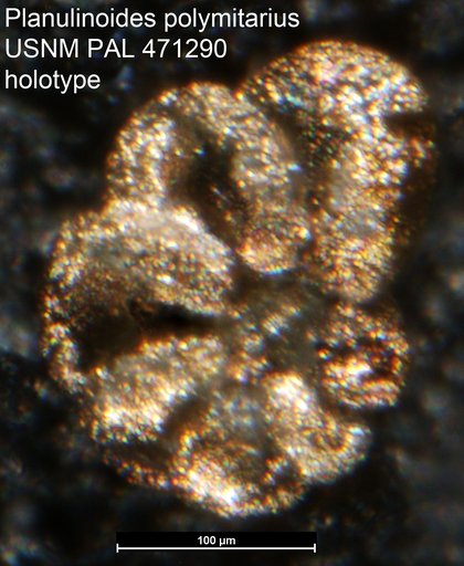 Planulinoides polymitarius Loeblich & Tappan, 1994