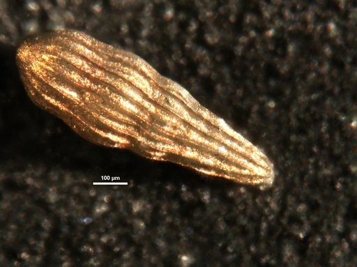 Amplectoductina carnatolintra Patterson, 1986