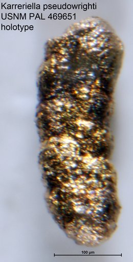 Karreriella pseudowrighti Loeblich & Tappan, 1994