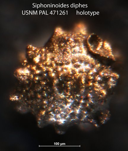 Siphoninoides diphes Loeblich & Tappan, 1994