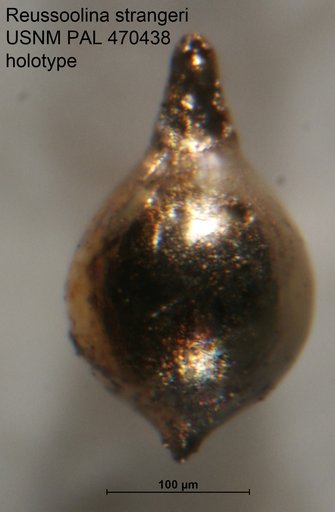Reussoolina strangeri Loeblich & Tappan, 1994