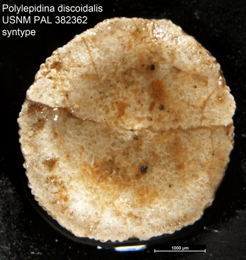 Polylepidina discoidalis Barker & Grimsdale, 1936