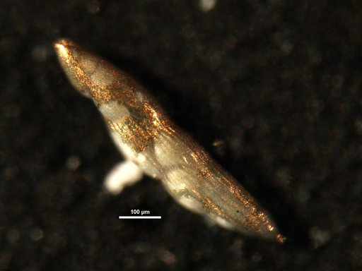 Pleuroskelidion unda Patterson, 1987