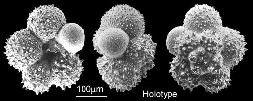 Archaeoglobigerina mateola Huber, 1990