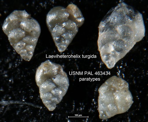 Laeviheterohelix turgida Nederbragt, 1991