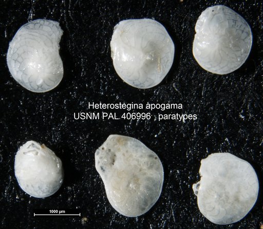Heterostegina apogama Rottger, 1987