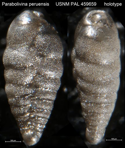 Parabolivina peruensis Resig, 1992