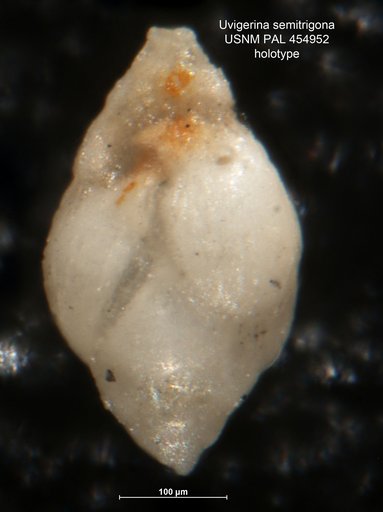 Uvigerina semitrigona Galloway & Wissler, 1927