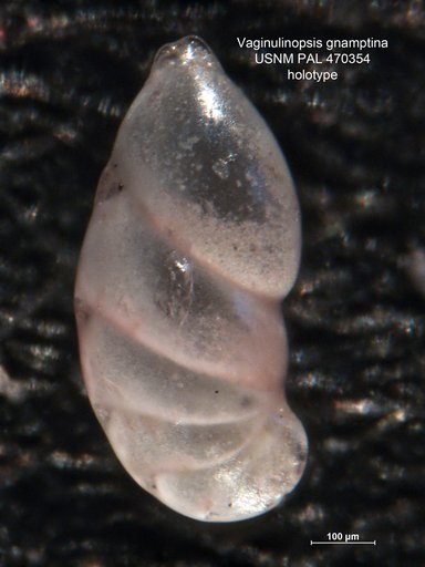 Vaginulinopsis gnamptina Loeblich & Tappan, 1994