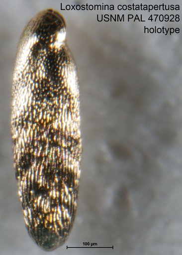 Loxostomina costatapertusa Loeblich & Tappan, 1994