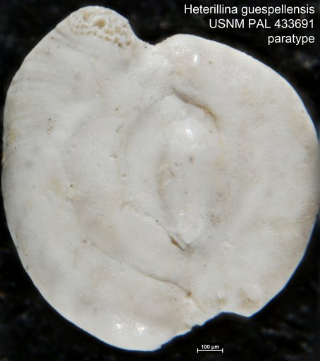 Heterillina guespellensis Schlumberger, 1905