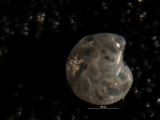 Robulus limbosus chiriguanoi Boltovskoy, 1954