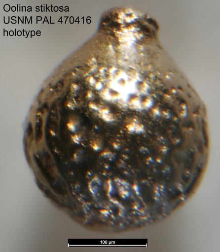 Oolina stiktosa Loeblich & Tappan, 1994