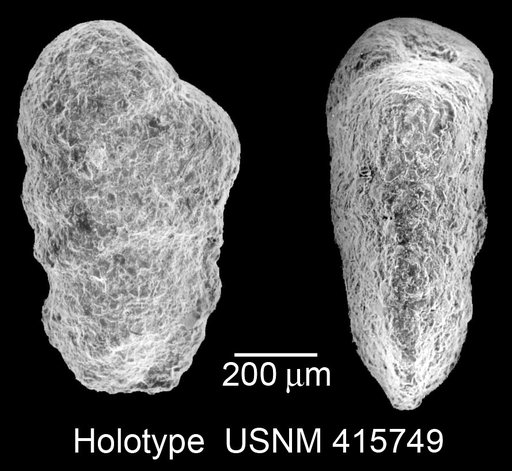Spiroplectammina vegaensis Huber, 1988