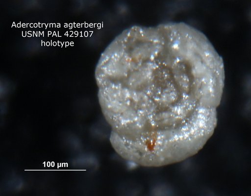 Adercotryma agterbergi Gradstein & Kaminski, 1989