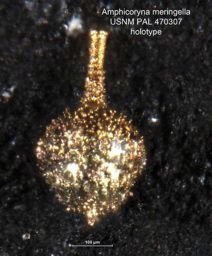 Amphicoryna meringella Loeblich & Tappan, 1994