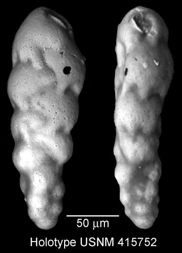 Neobulimina digitata Huber, 1988
