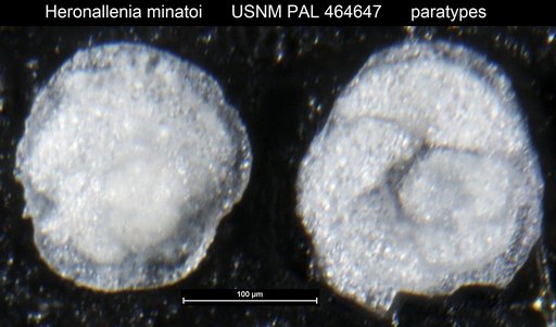 Heronallenia minatoi Watanabe, 1989