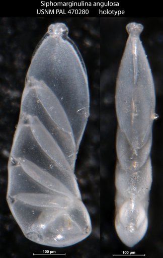 Siphomarginulina angulosa Loeblich & Tappan, 1994