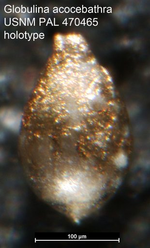 Globulina acocebathra Loeblich & Tappan, 1994