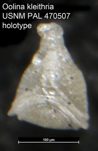 Oolina kleithria Loeblich & Tappan, 1994