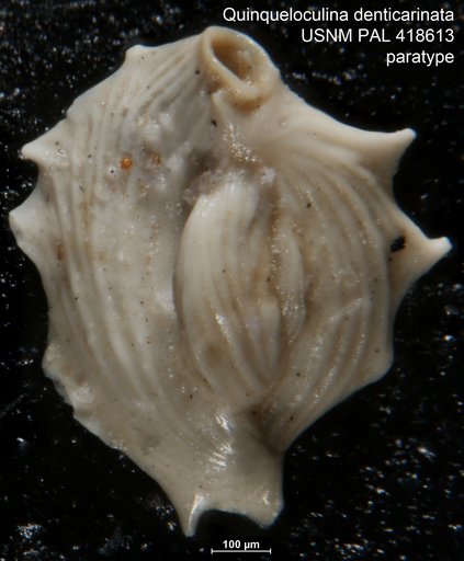 Quinqueloculina denticarinata Bermúdez & Seiglie, 1963
