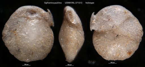 Siphonina pulchra Cushman, 1919