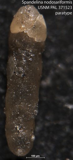 Spandelina (Spandelinoides) nodosariformis Cushman & Waters, 1928