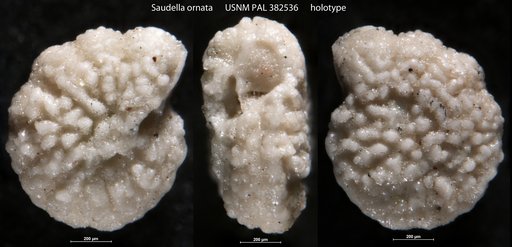 Saudella ornata Hasson, 1985