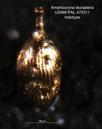 Amphicoryna leurodeira Loeblich & Tappan, 1994