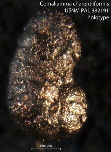 Comaliamma charentiiformis Loeblich & Tappan, 1985