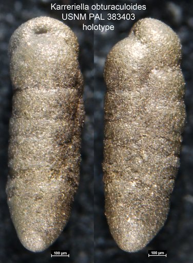 Karreriella obturaculoides Patterson, 1986