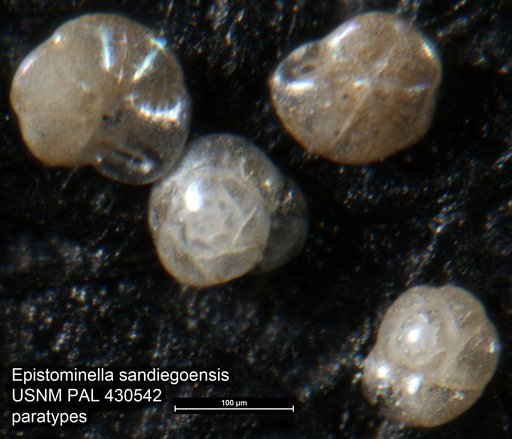 Epistominella sandiegoensis Uchio, 1960