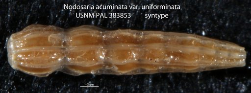 Nodosaria acuminata var. uniforminata Leroy, 1944