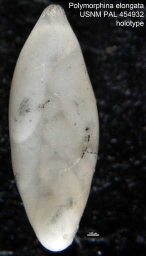 Polymorphina elongata Galloway & Wissler, 1927