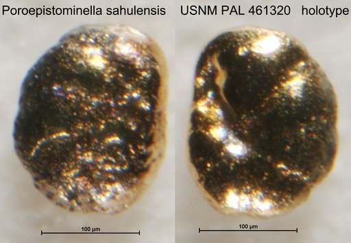 Poroepistominella sahulensis Loeblich & Tappan Loeblich, 1994