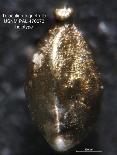 Triloculina triquetrella Loeblich & Tappan, 1994