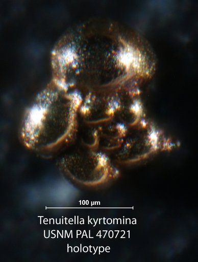 Tenuitella kyrtomina Loeblich & Tappan Loeblich, 1994