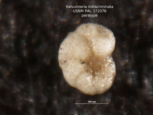 Valvulineria indiscriminata Mallory, 1959