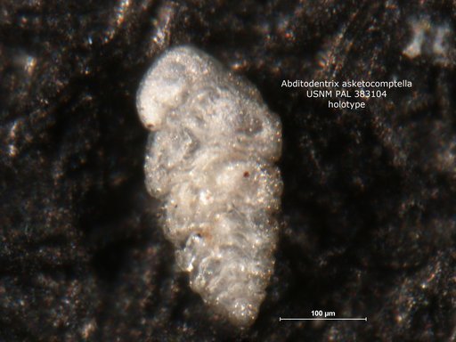 Abditodentrix asketocomptella Patterson, 1985