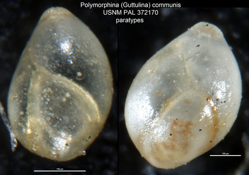 Polymorphina (Guttulina) communis d'Orbigny, 1826